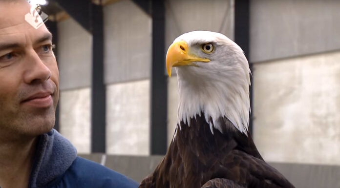 eagles attack drones